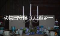动物园守候 见证返乡一幕