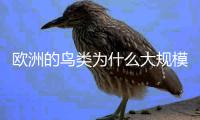 欧洲的鸟类为什么大规模减少？