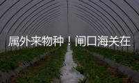 属外来物种！闸口海关在拱北口岸截获72只活体蟹