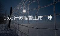 15万斤赤嘴鳘上市	�，珠海海洋牧场迎来丰收时刻